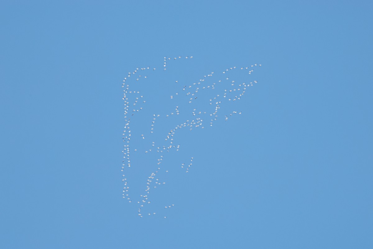 husa sněžní - ML646310333