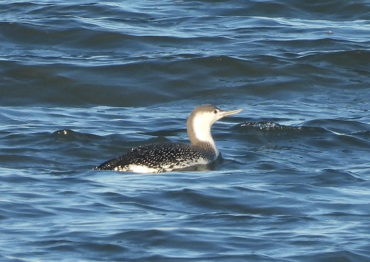 Plongeon catmarin - ML646310335