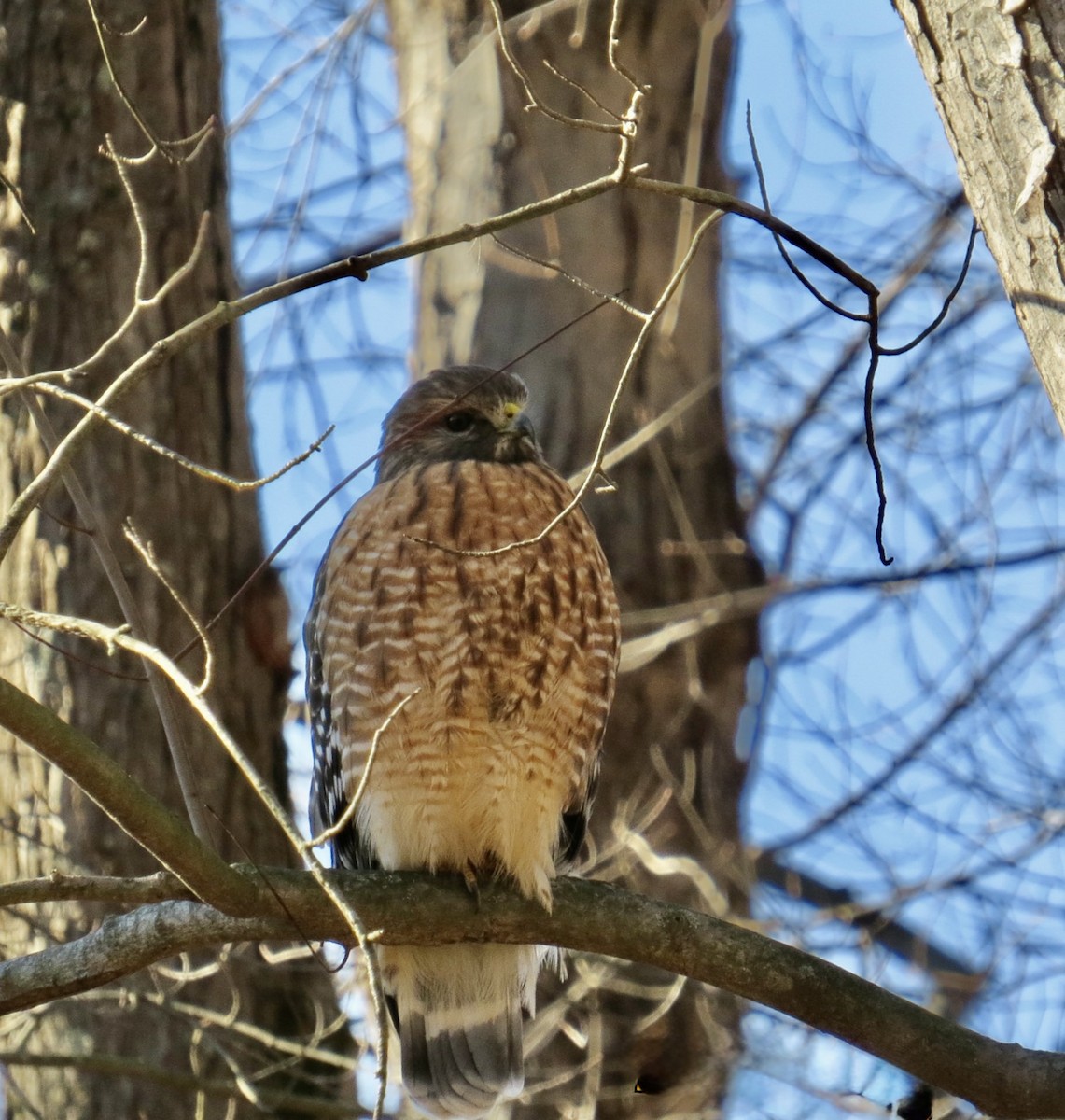 Red-shouldered Hawk - ML646310343