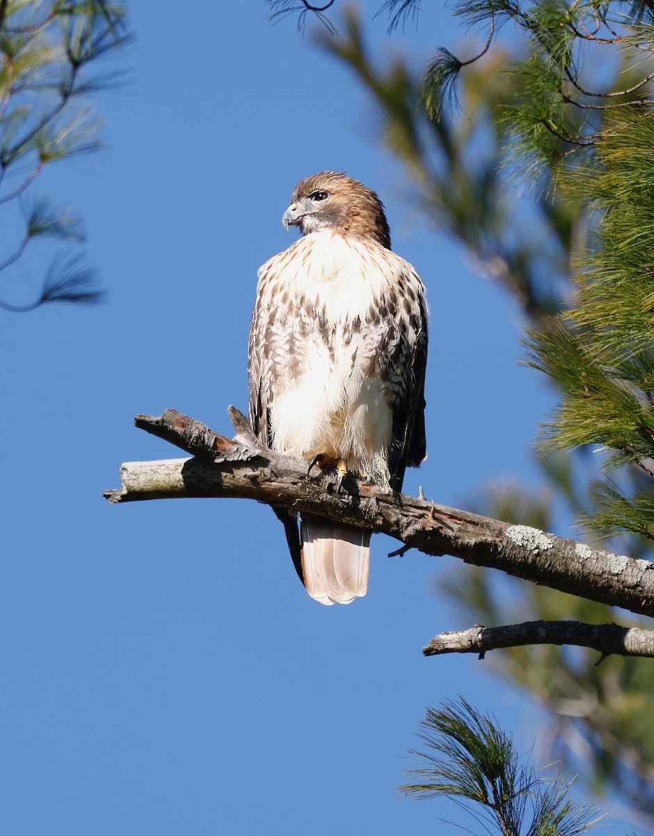 káně rudochvostá - ML646310346