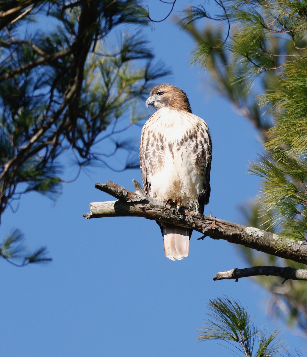 káně rudochvostá - ML646310347
