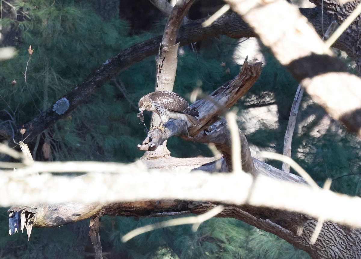 káně rudochvostá - ML646310348