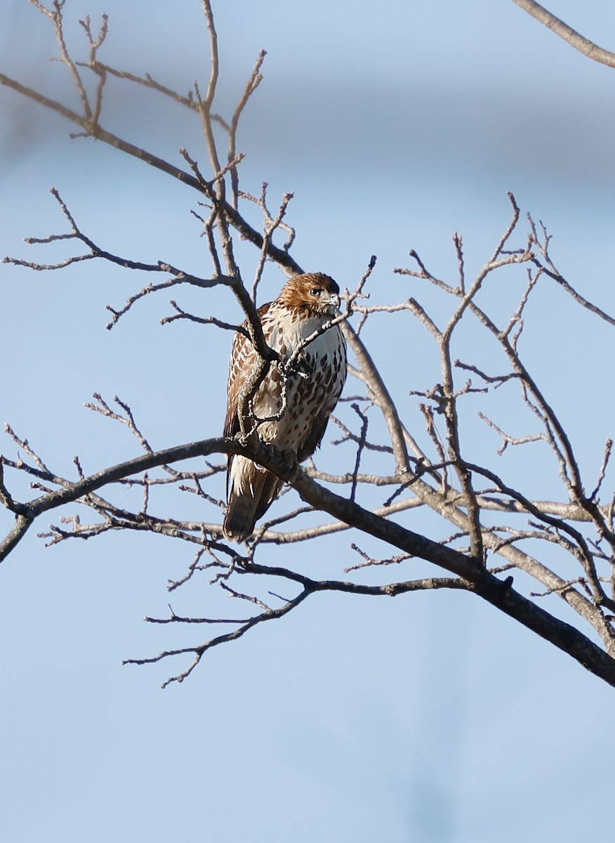 káně rudochvostá - ML646310349