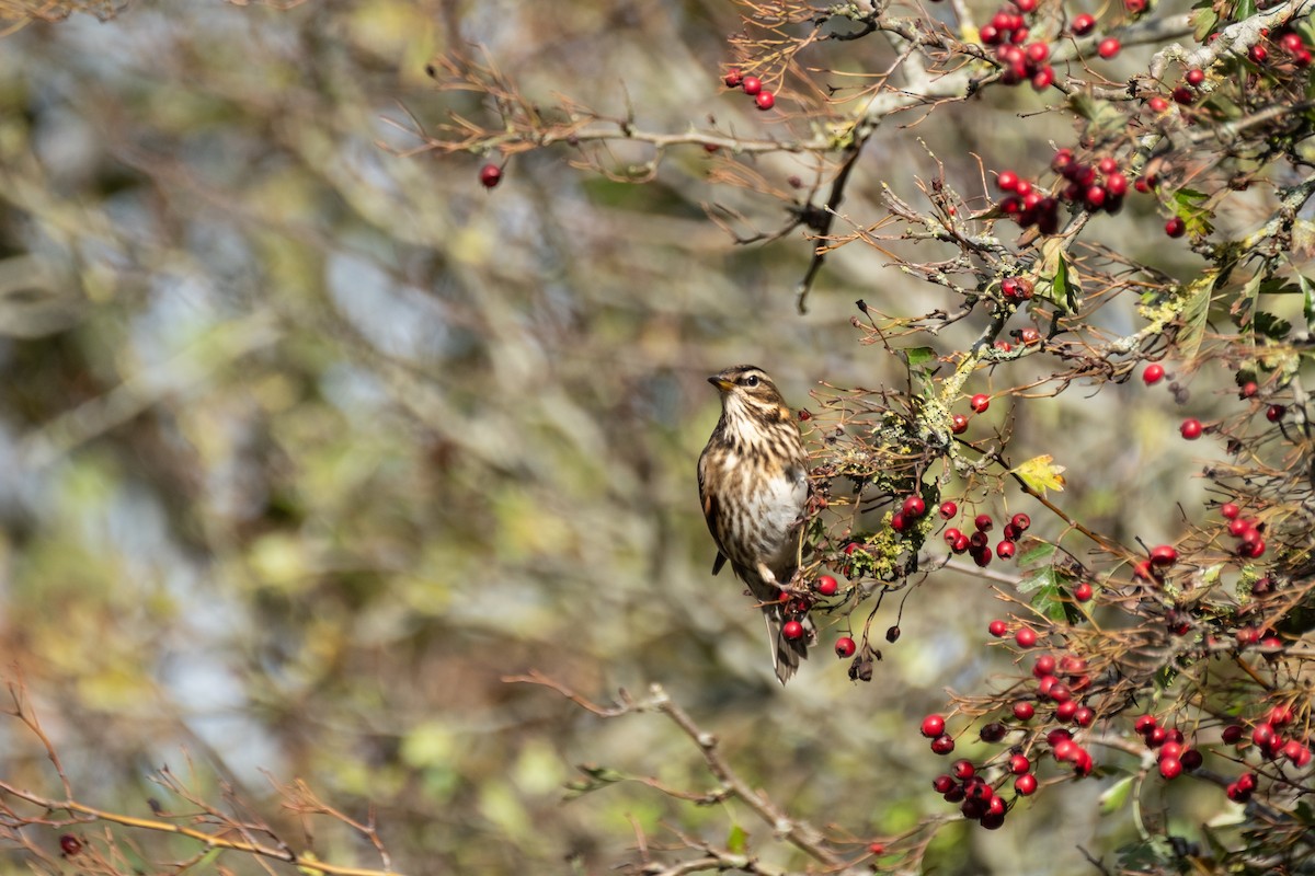 Redwing - ML646310354
