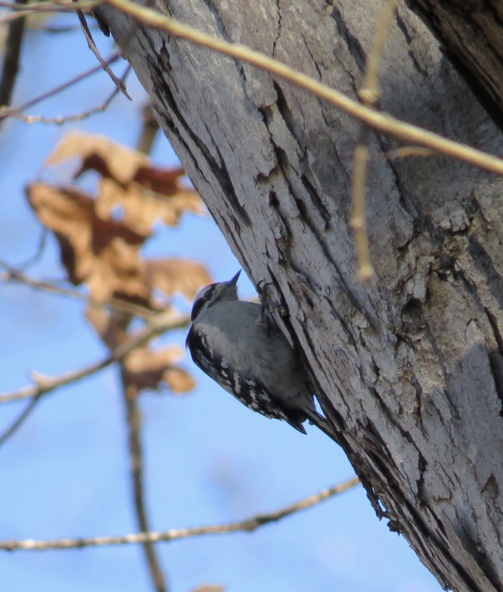 Downy Woodpecker - ML646310355