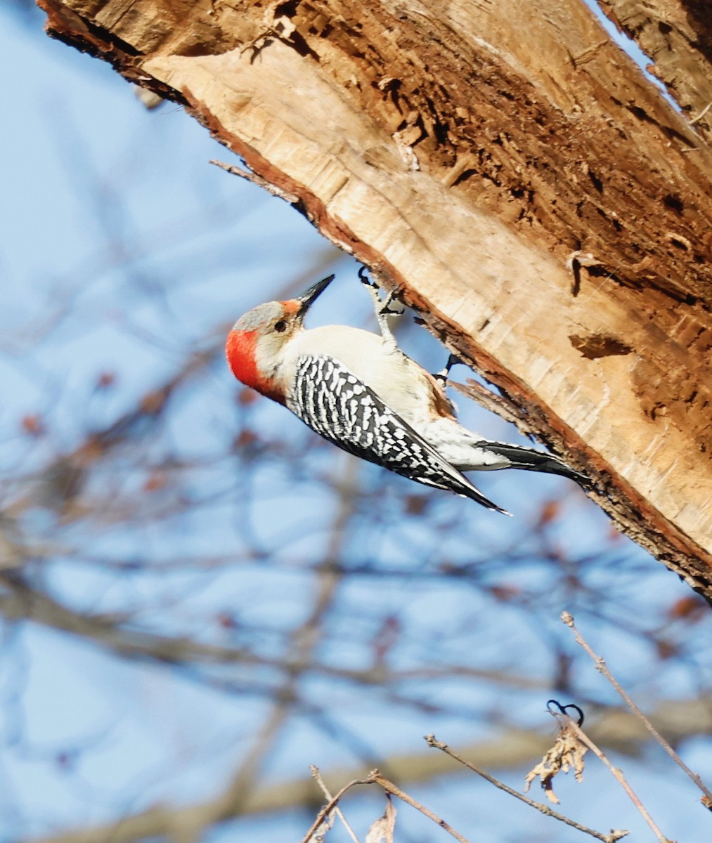 datel karolínský - ML646310356