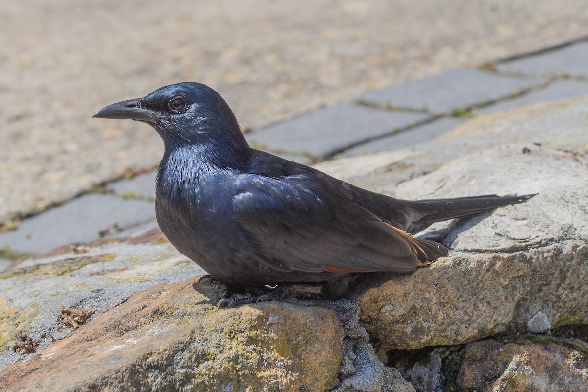 Red-winged Starling - ML646310360