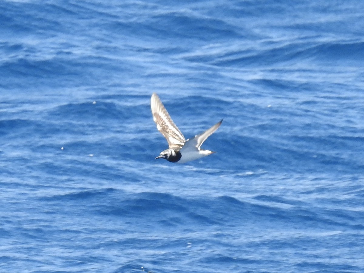 Ruddy Turnstone - ML646310361