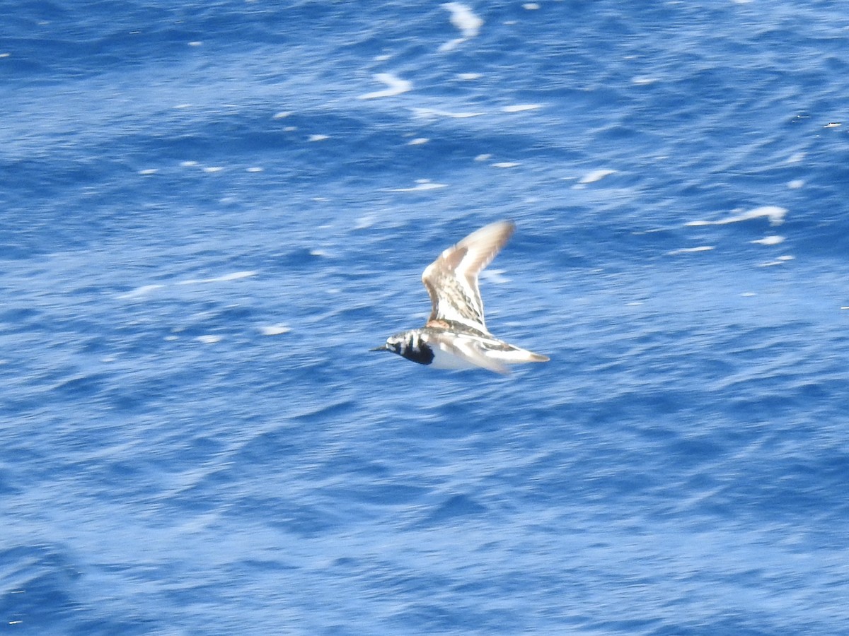 Ruddy Turnstone - ML646310362