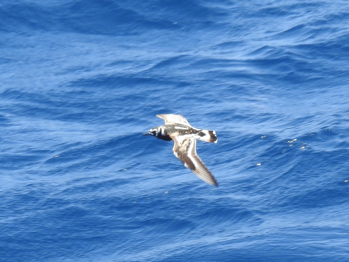Ruddy Turnstone - ML646310363