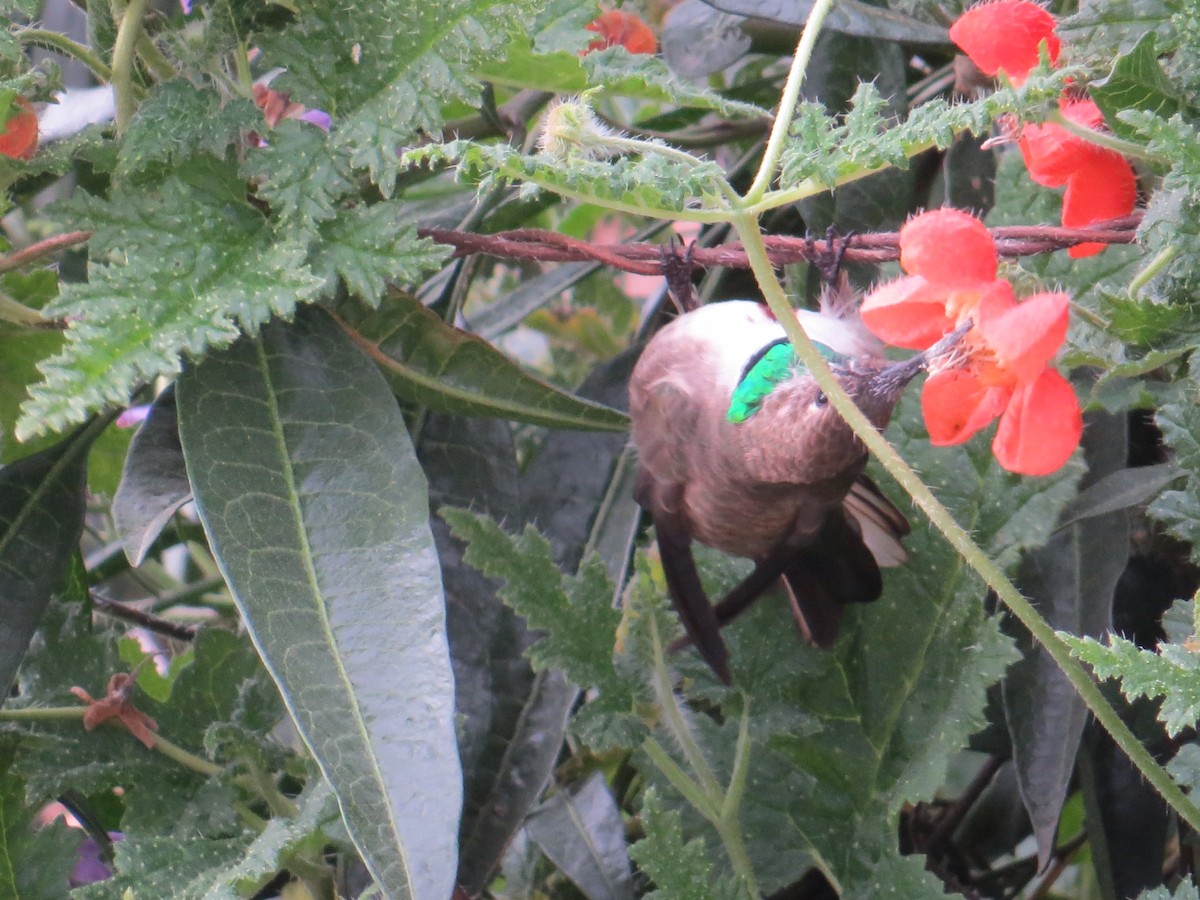 Andean Hillstar - ML646310364