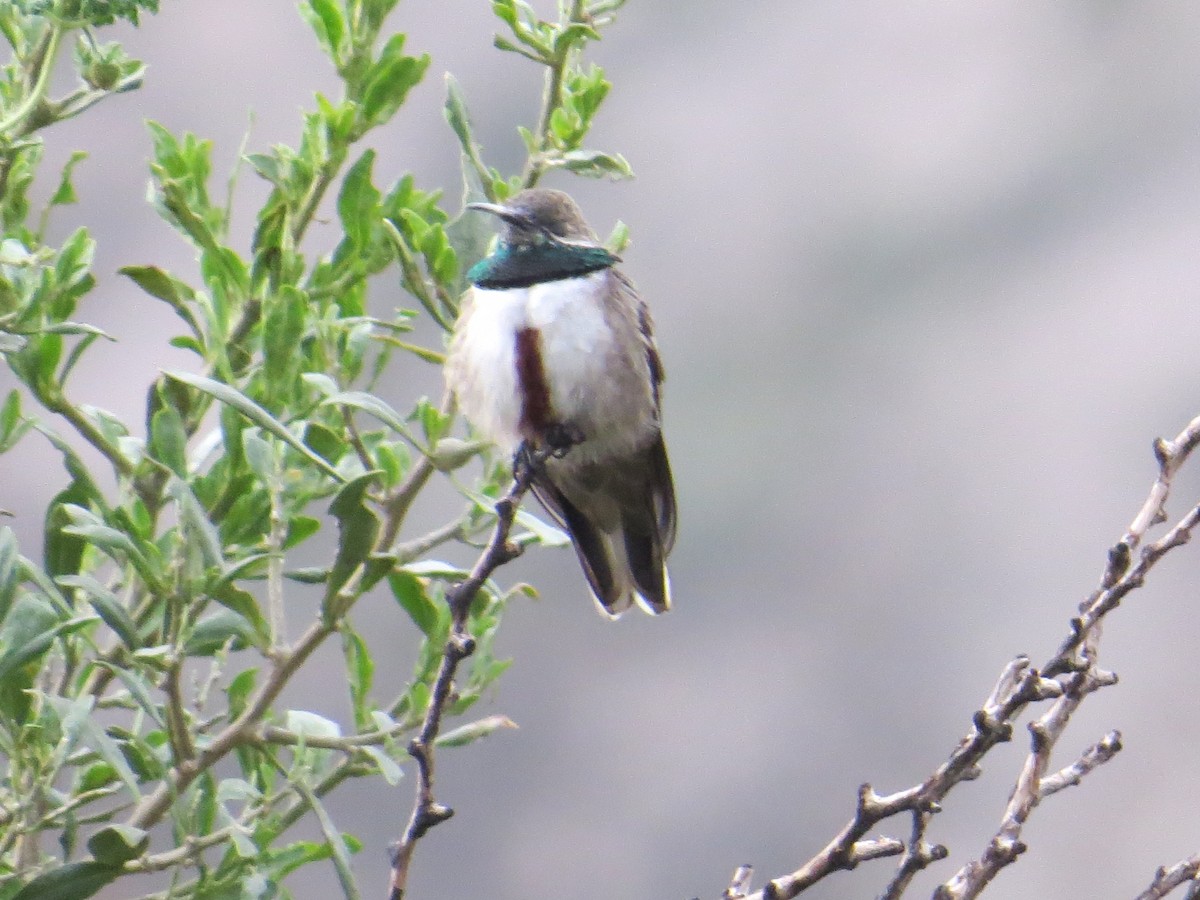 Andean Hillstar - ML646310365