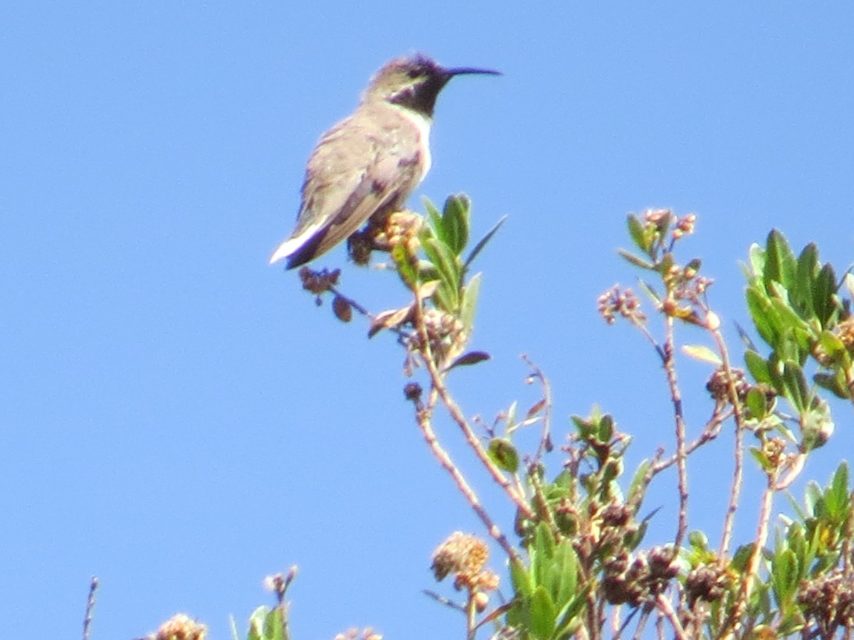Andean Hillstar - ML646310366