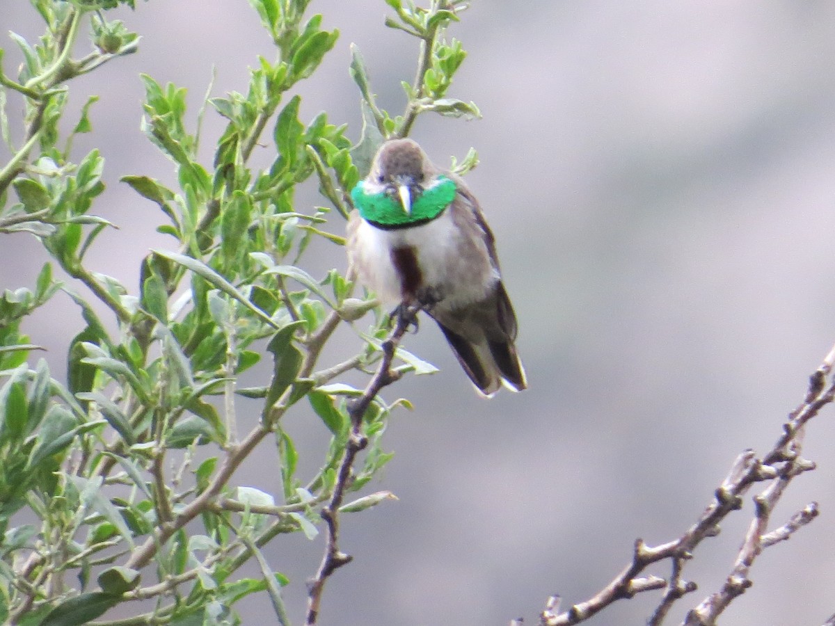 Andean Hillstar - ML646310367