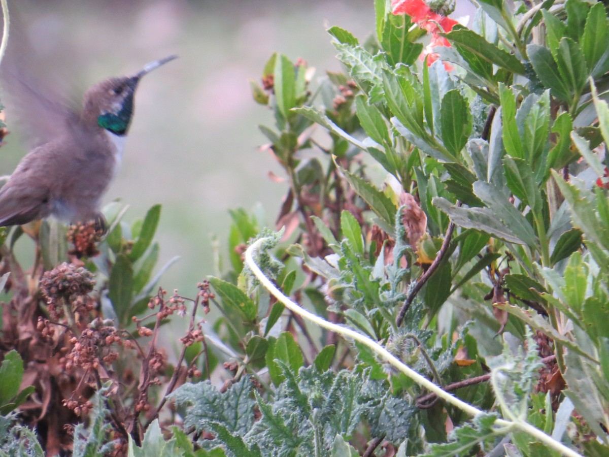 Andean Hillstar - ML646310368
