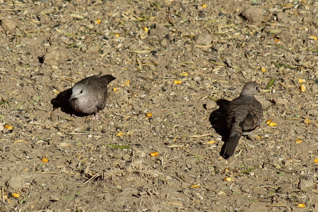 Inca Dove - ML646310369