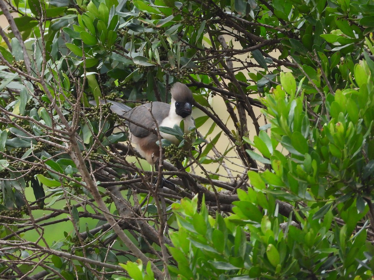 Nacktgesicht-Lärmvogel - ML646310370