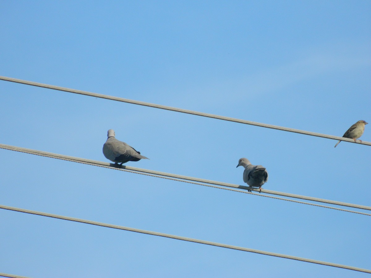 Tourterelle turque - ML646310371