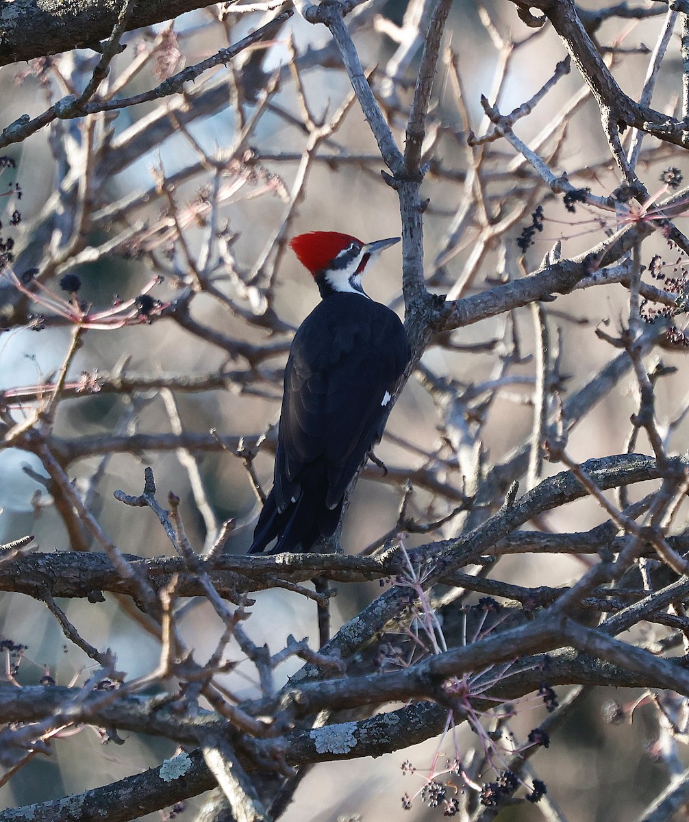 datel chocholatý - ML646310372