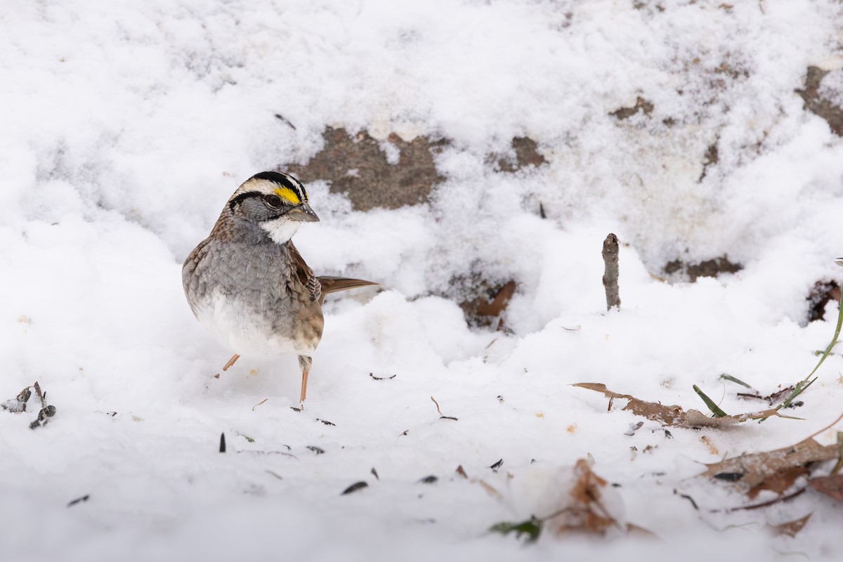 White-throated Sparrow - ML646310374