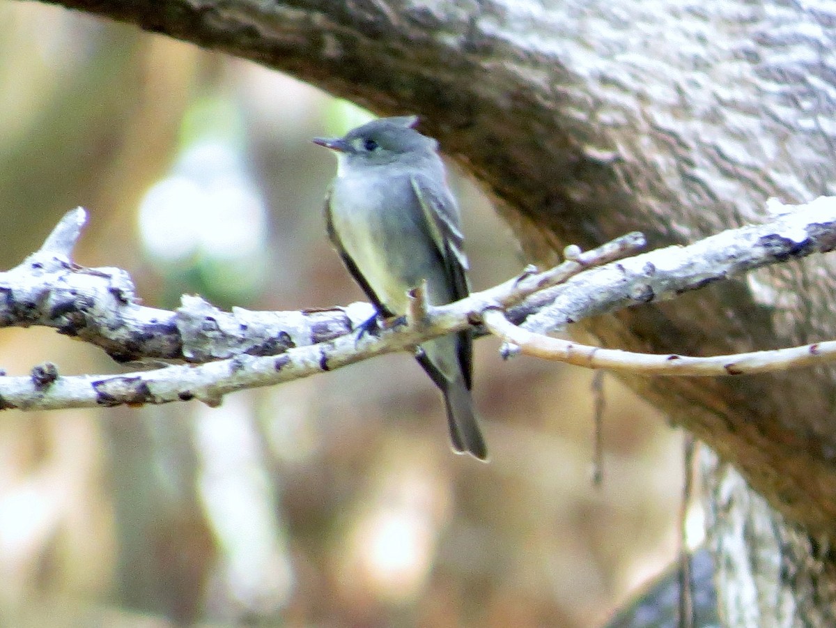 Western Wood-Pewee - ML646310375