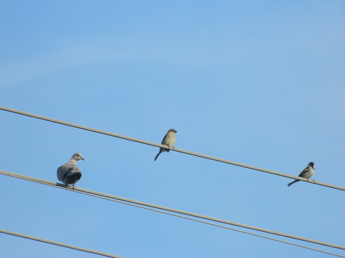 Gorrión Común - ML646310376