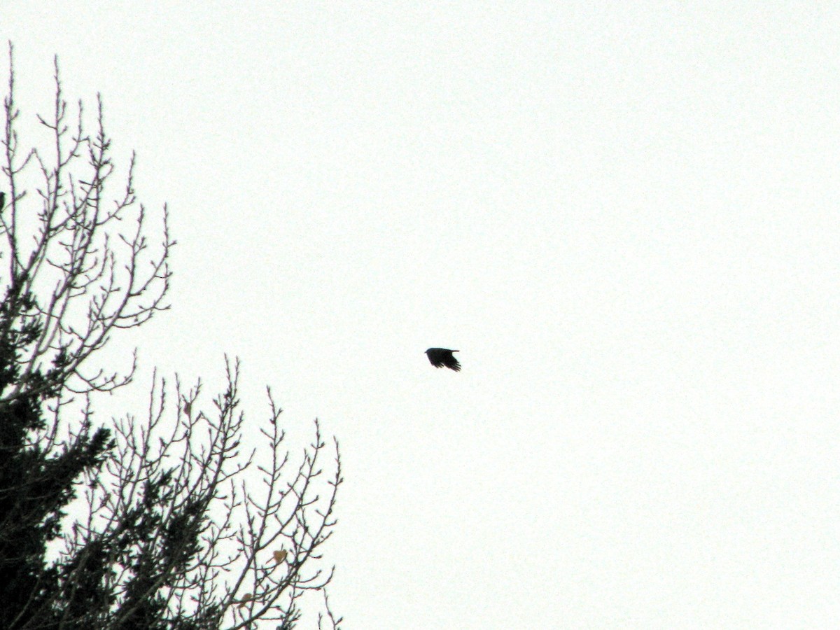 American Crow - ML646310385