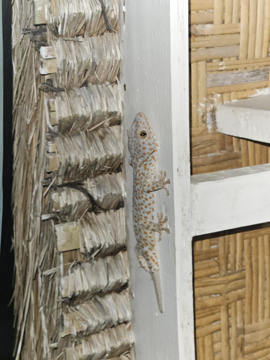 Tokay Gecko - ML646310386