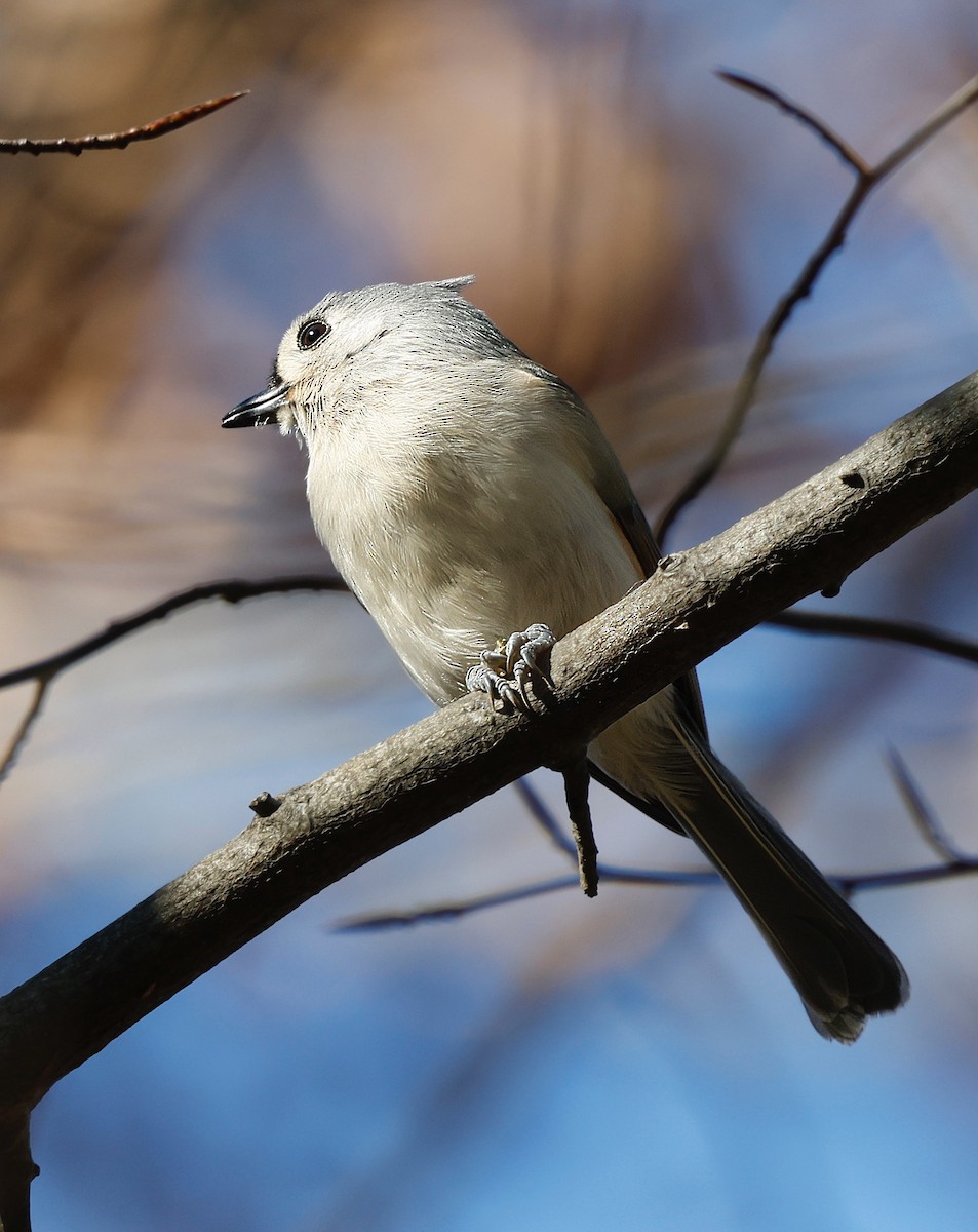 sýkora rezavoboká - ML646310392