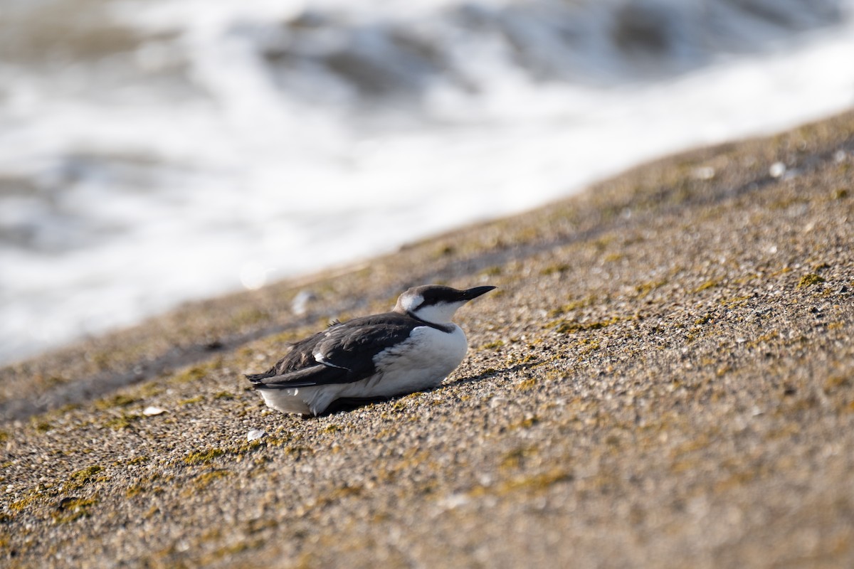 Common Murre - ML646310395