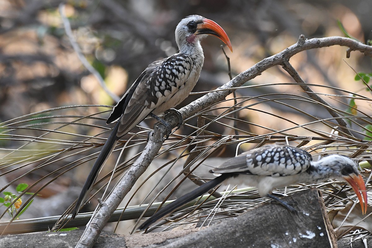 Western Red-billed Hornbill - ML646310396