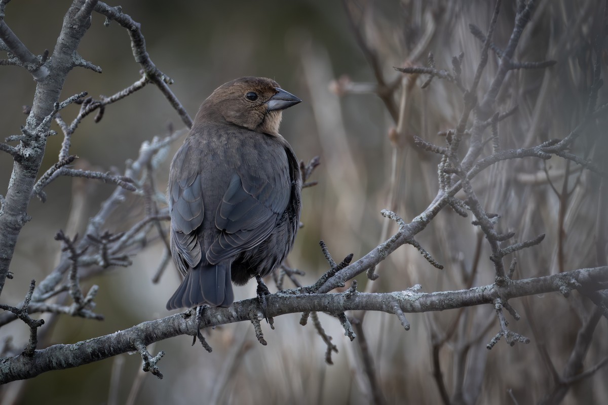 Braunkopf-Kuhstärling - ML646310401