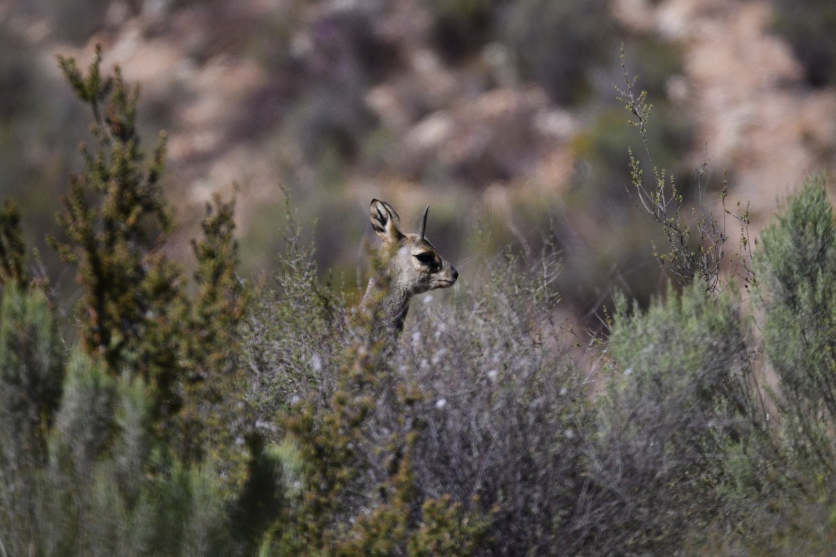 Klipspringer - ML646310402