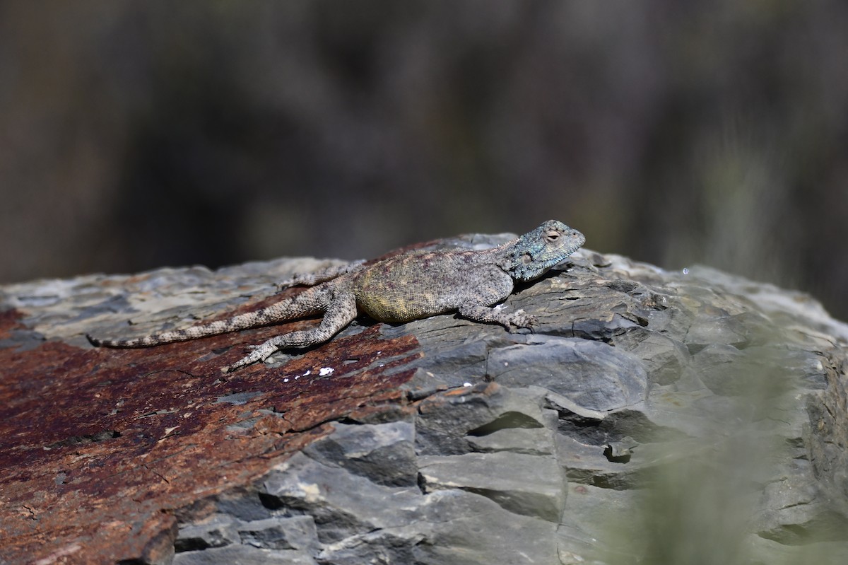 Southern Rock Agama - ML646310403