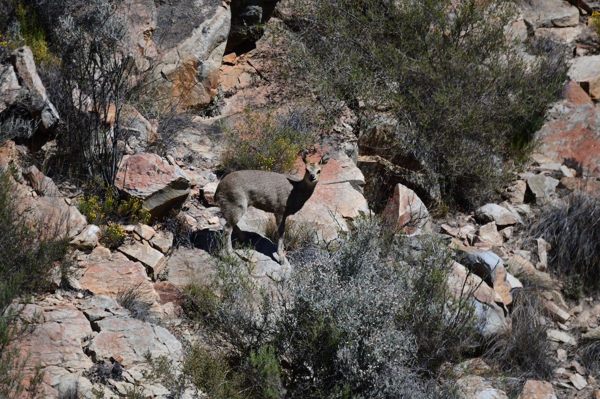 Klipspringer - ML646310404