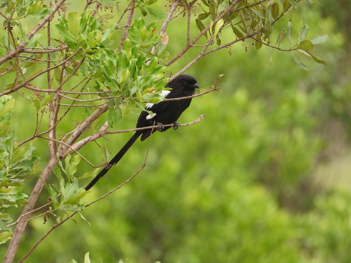 Elsterwürger - ML646310407