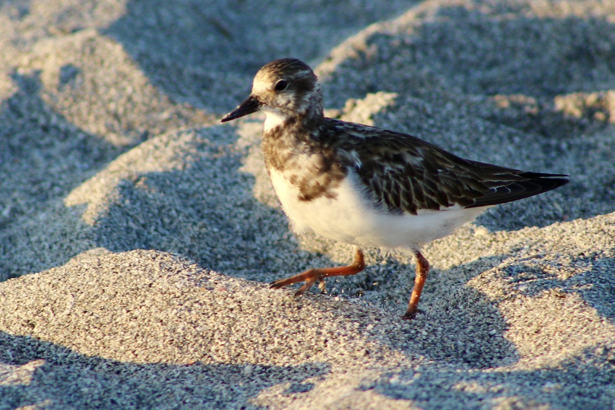 Steinwälzer - ML646310408