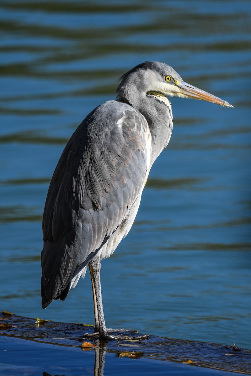 Graureiher - ML646310409