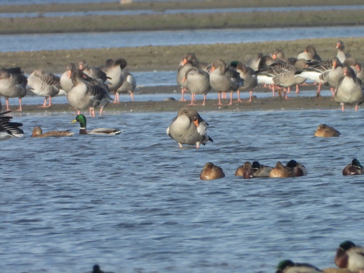 Graugans - ML646310410