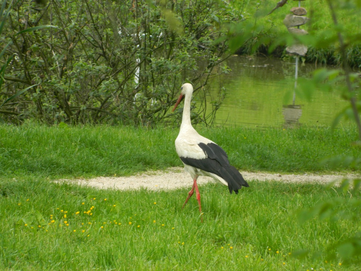 Weißstorch - ML646310411