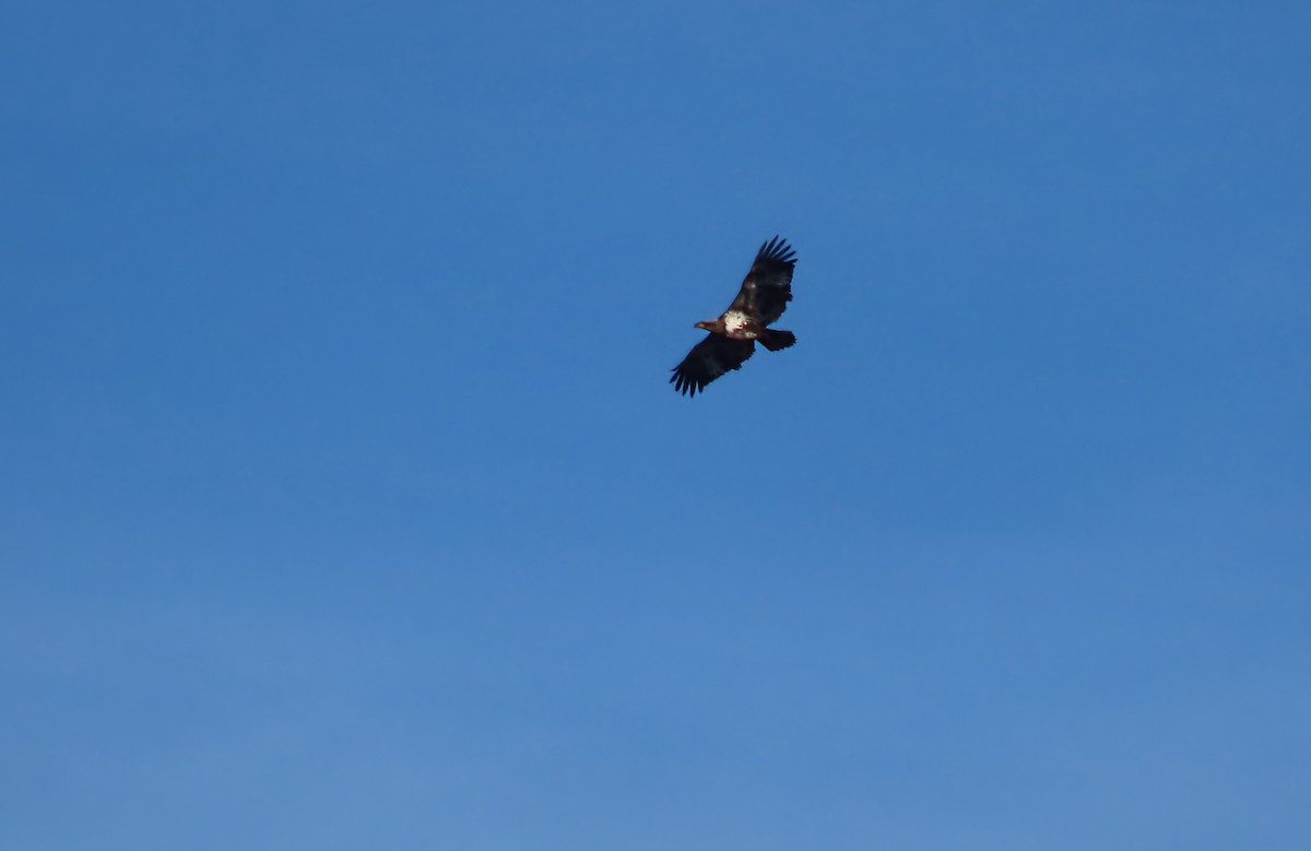 Weißkopf-Seeadler - ML646310412