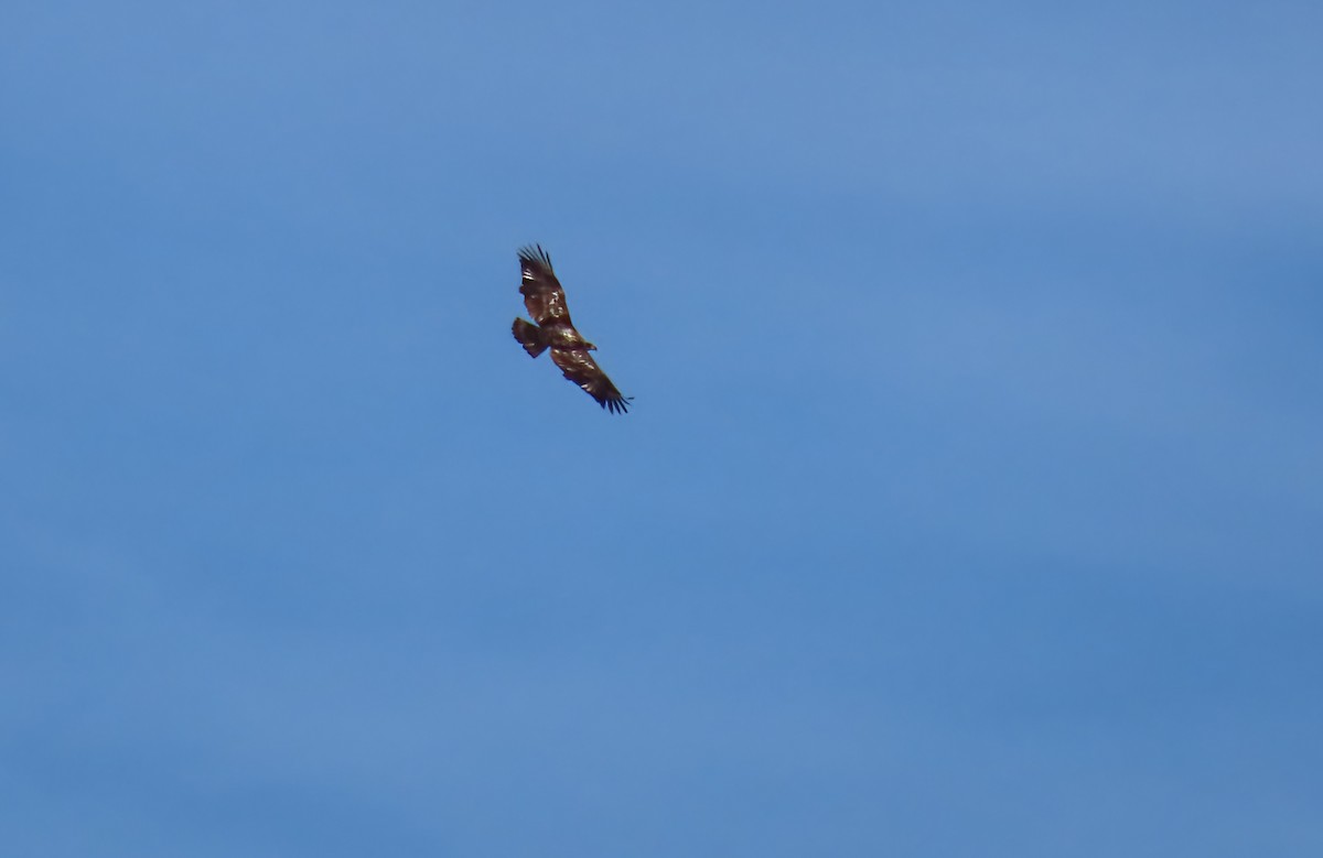 Weißkopf-Seeadler - ML646310413