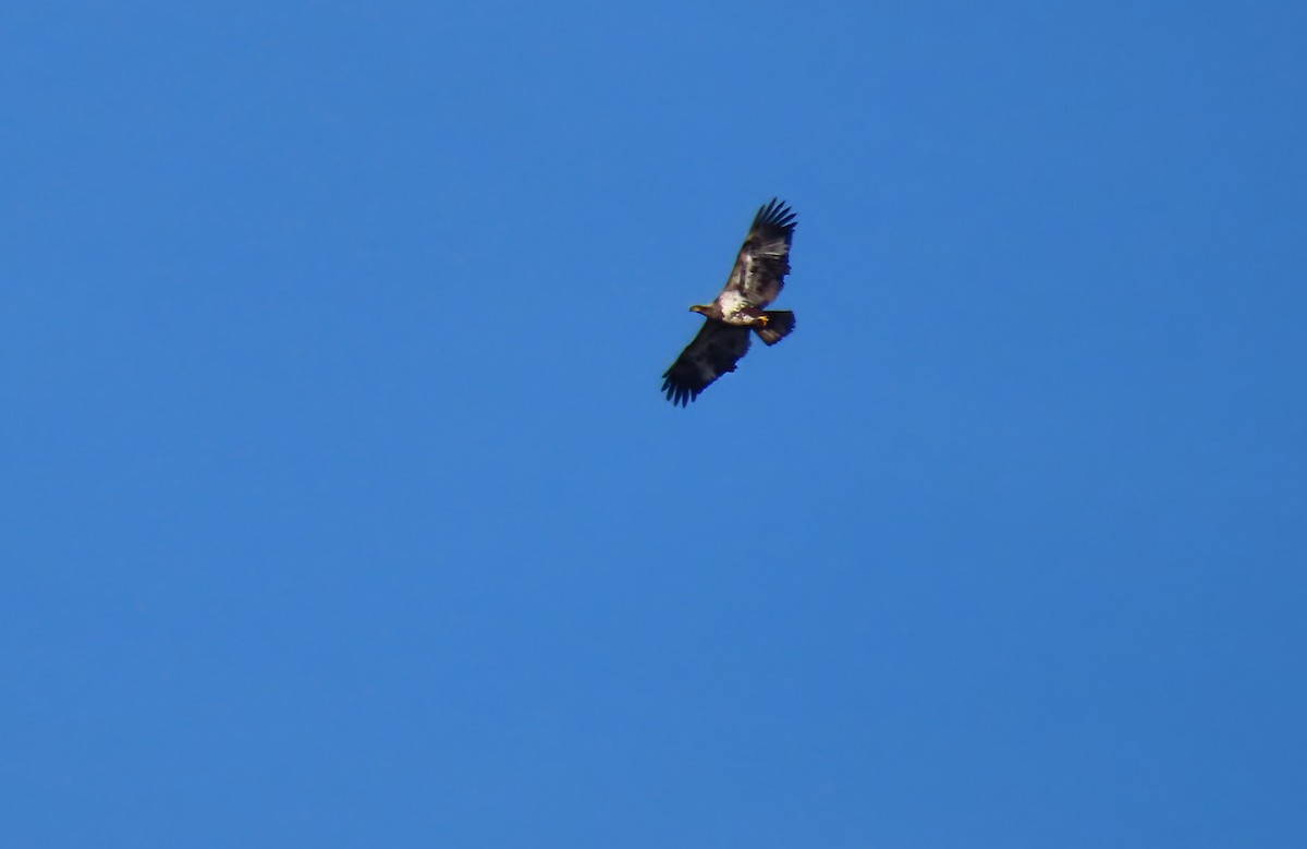 Weißkopf-Seeadler - ML646310414