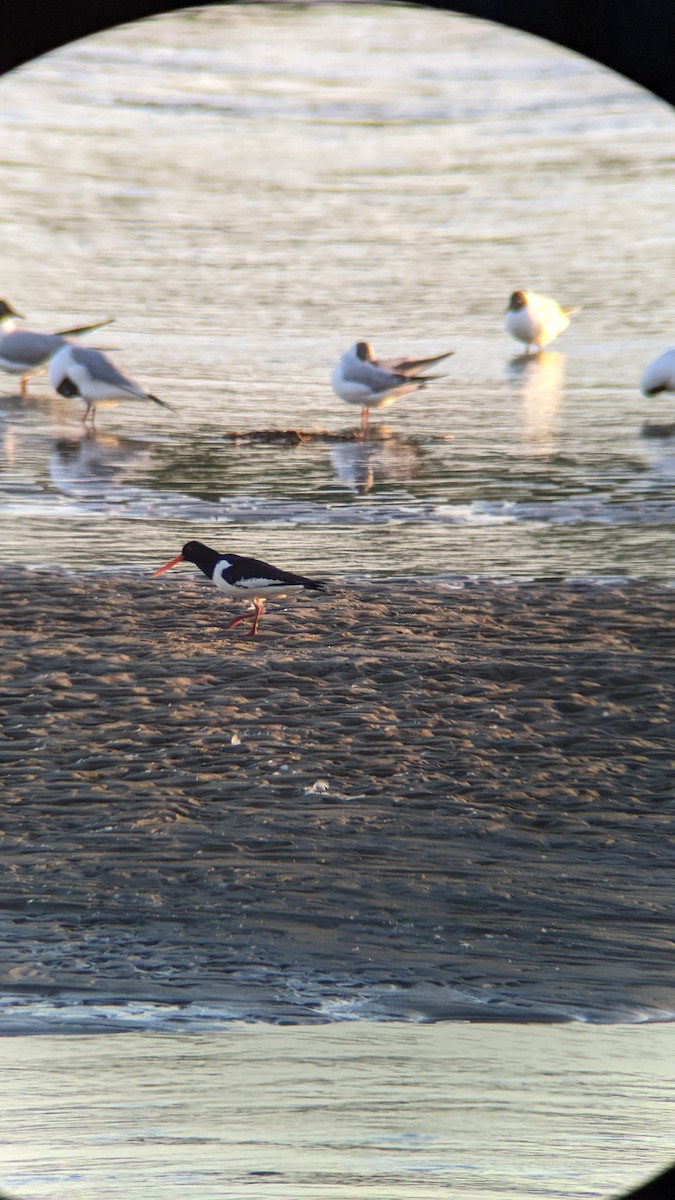 Austernfischer - ML646310415