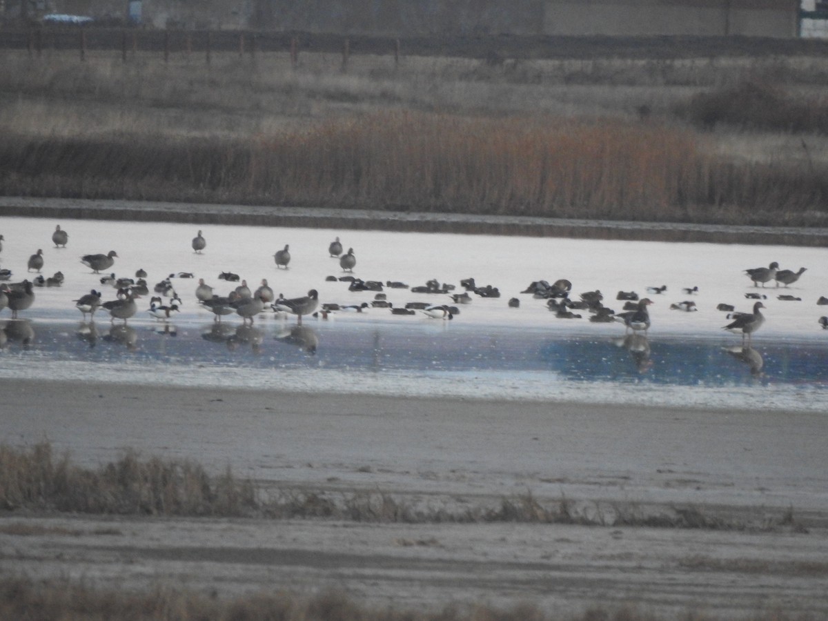 Graugans - ML646310418