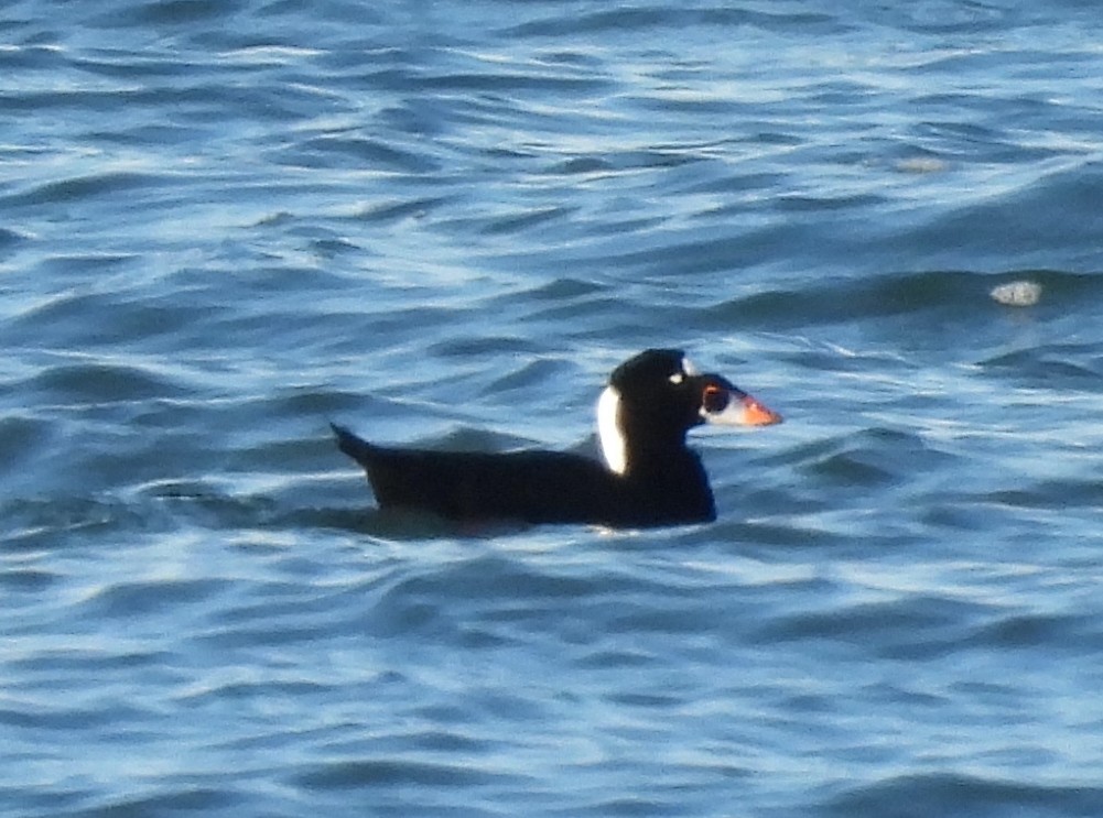 Brillenente - ML646310419