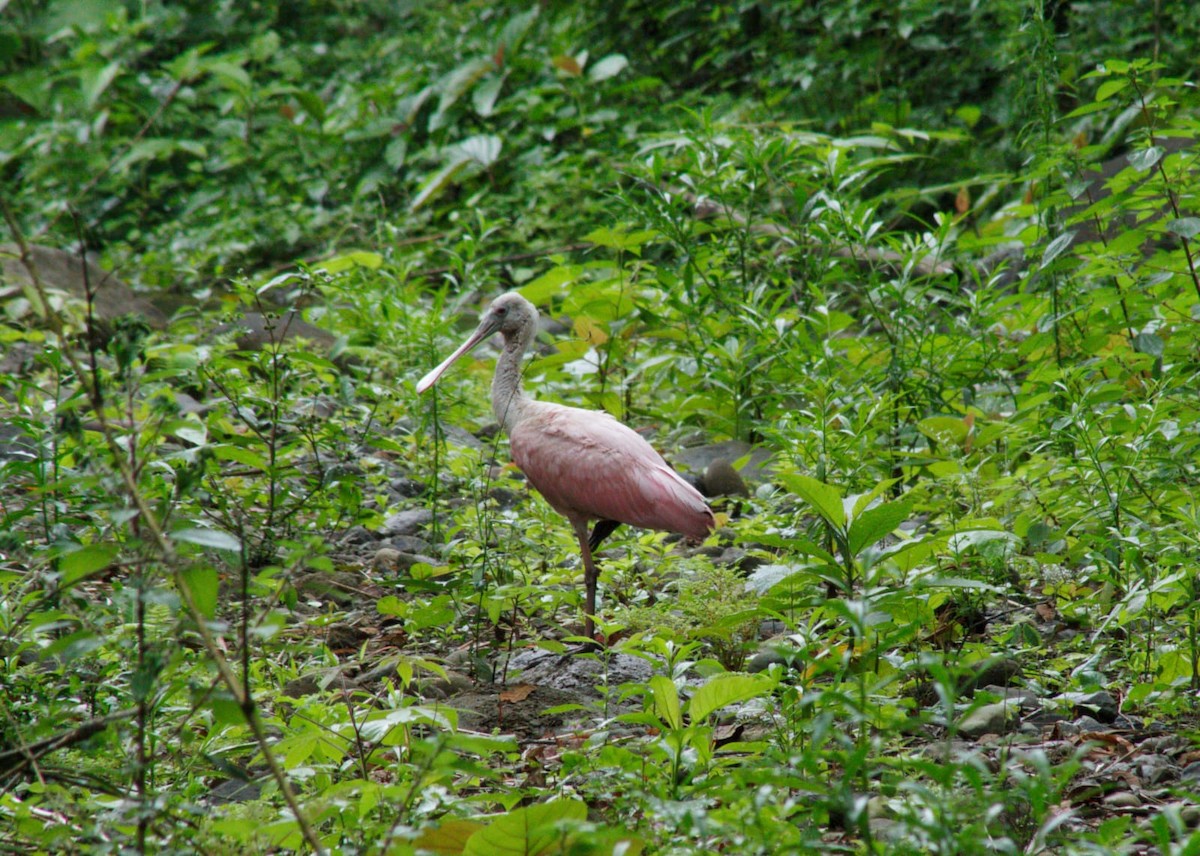 Rosalöffler - ML646310424