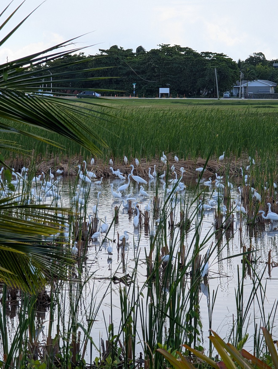 Schmuckreiher - ML646310425