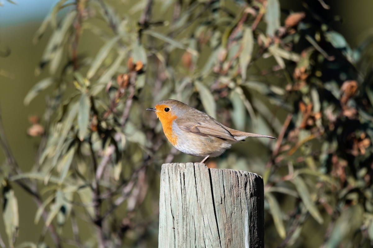 Rotkehlchen - ML646310426