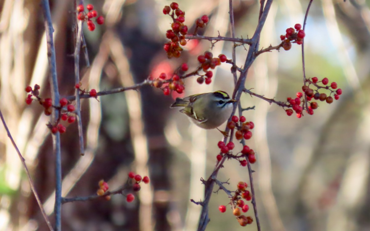 Indianergoldhähnchen - ML646310428